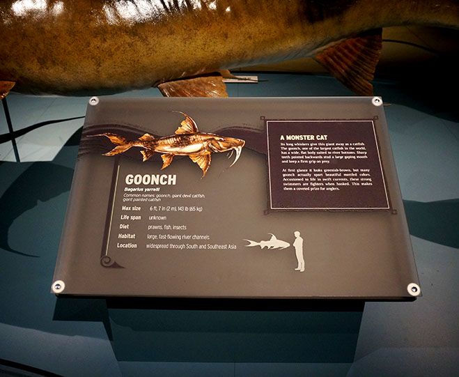 National Geographic MonsterFish Exhibit Signs