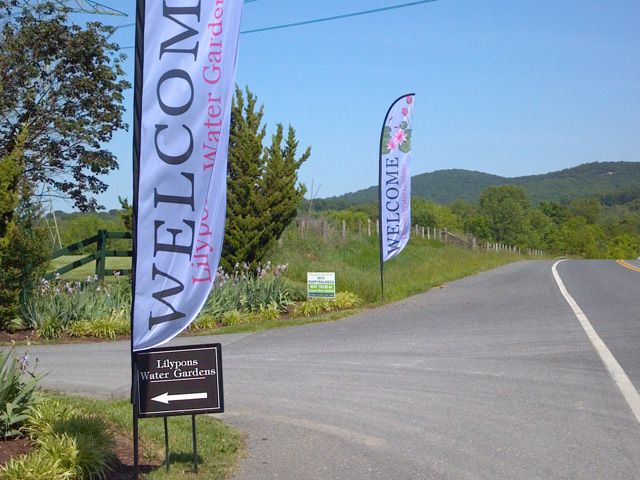 Feather Banners for Lilypons